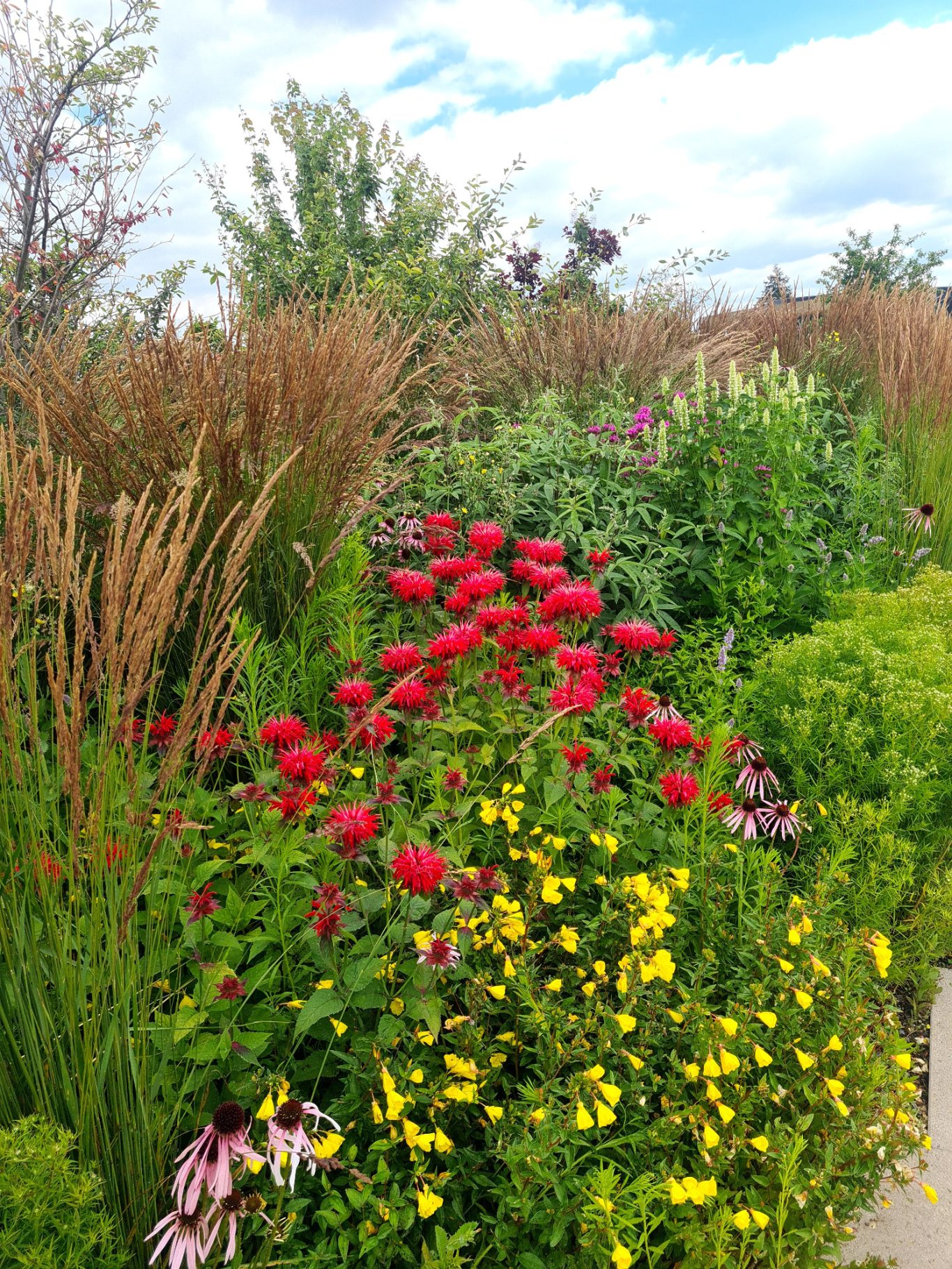 Schwimmteich Naturoase Gartenbau Neuss, Grevenbroich, Düsseldorf. Gartendesign, Bio, Natur, Dachbegrünung, Vorgarten, Gartendesign, Pflaster